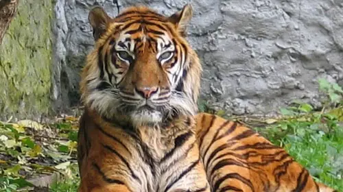 balitiger2 Bali Tiger