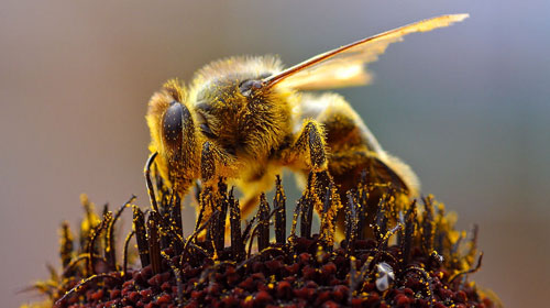 bees Top 10 Short lived Creatures