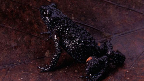 blackfrog1 Black Microhylid Frog