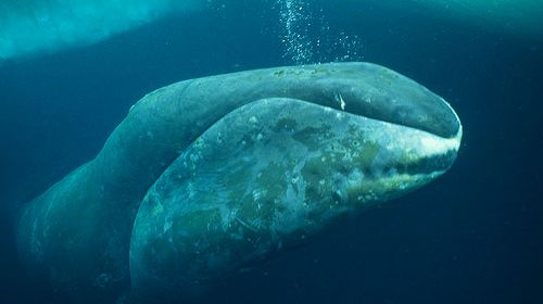 bowheadwhale1 8 Creatures That Outlive Humans