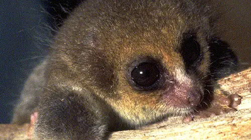 hairydwarf2 Hairy eared dwarf lemur