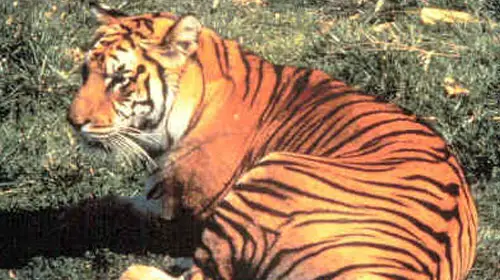 javantiger1 Javan Tiger
