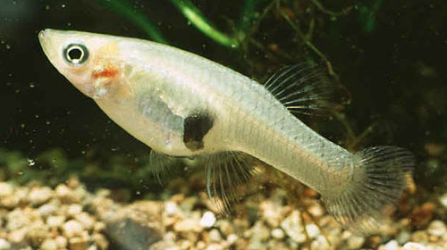mosquitofish Top 10 Short lived Creatures