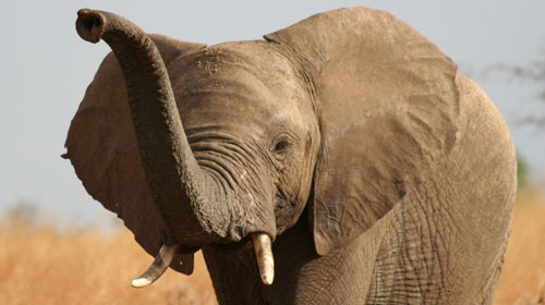northafricanelephant1 North African Elephant