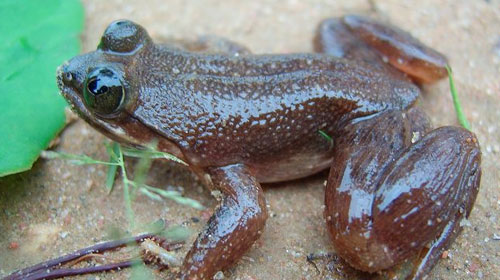 togotoad1 Togo Slippery Frog