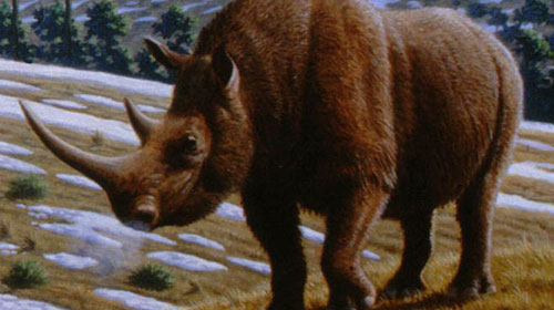 woollyrhino1 Woolly rhinoceros
