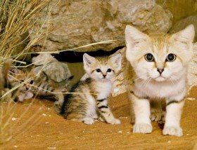 13 ae sand cats01 4 Sand Cat