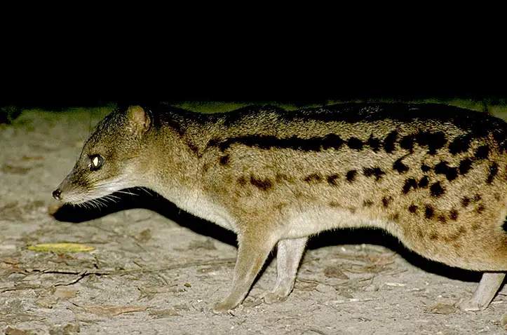 A044 Malagasy Civet