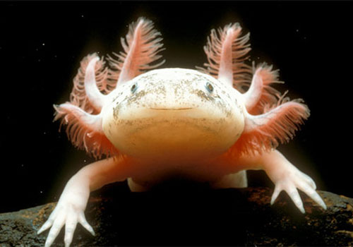 The axolotl is the best known of the Mexican neotenic mole 
salamanders. Larvae of this species fail to undergo metamorphosis, so 
the adults remain aquatic and gilled. Axolotls are used extensively in 
scientific research due to their ability to regenerate most body parts.