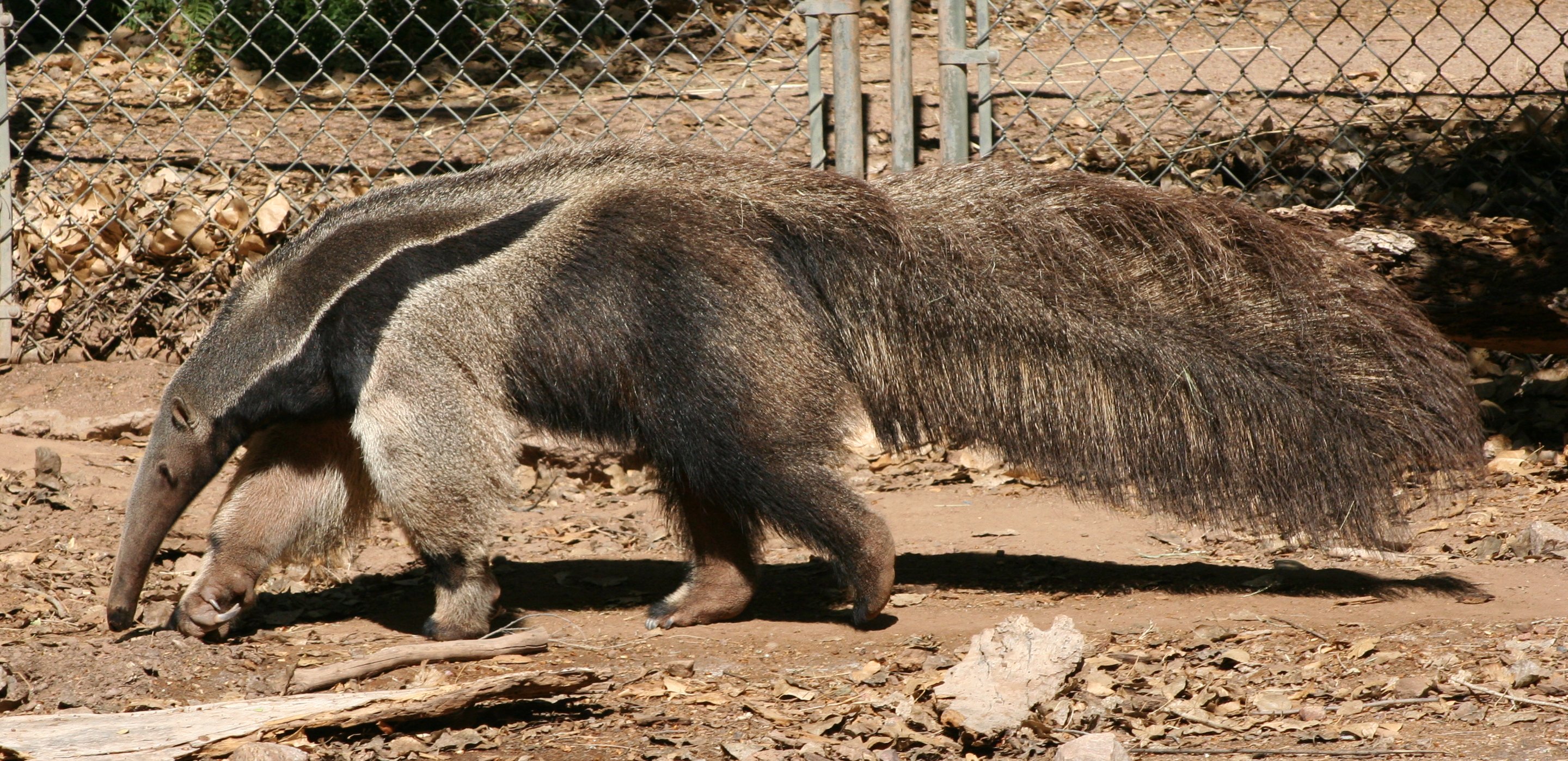 The anteater's tail can mask it very well during sleep