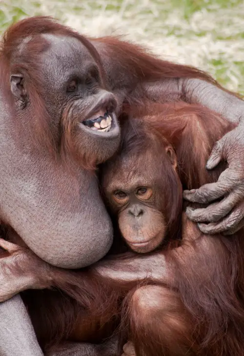 affectionate orangutans e1272167532474 Bornean Orangutan