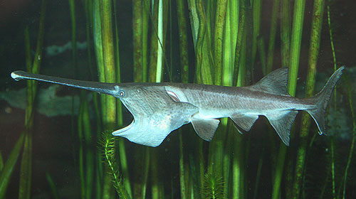 americanpaddlefish 10 Elusive American Animals