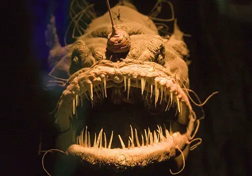anglerfish 22 Sea Creatures That Will Keep You Dry