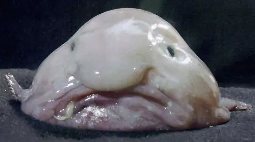 blobfish3 10 Worlds Most Bizarre Creatures