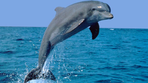 dolphinlife 9 Animals That Saved Human Lives