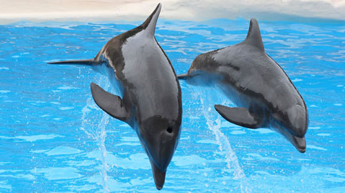 dolphinshark 9 Animals That Saved Human Lives