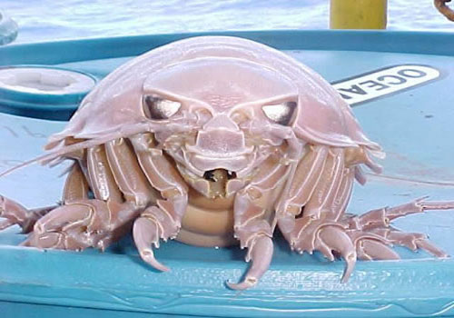 giant isopod 22 Sea Creatures That Will Keep You Dry