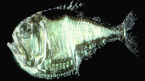 hatchetfish 10 Worlds Most Bizarre Creatures