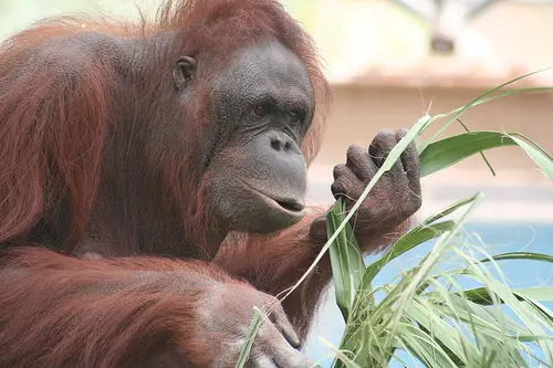 orangutan eating Bornean Orangutan