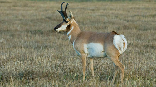 pronghornantelope 10 Elusive American Animals
