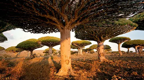 socotra 10 Amazing Places On Earth