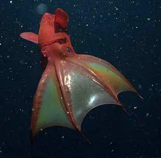 vampire squid Vampire Squid