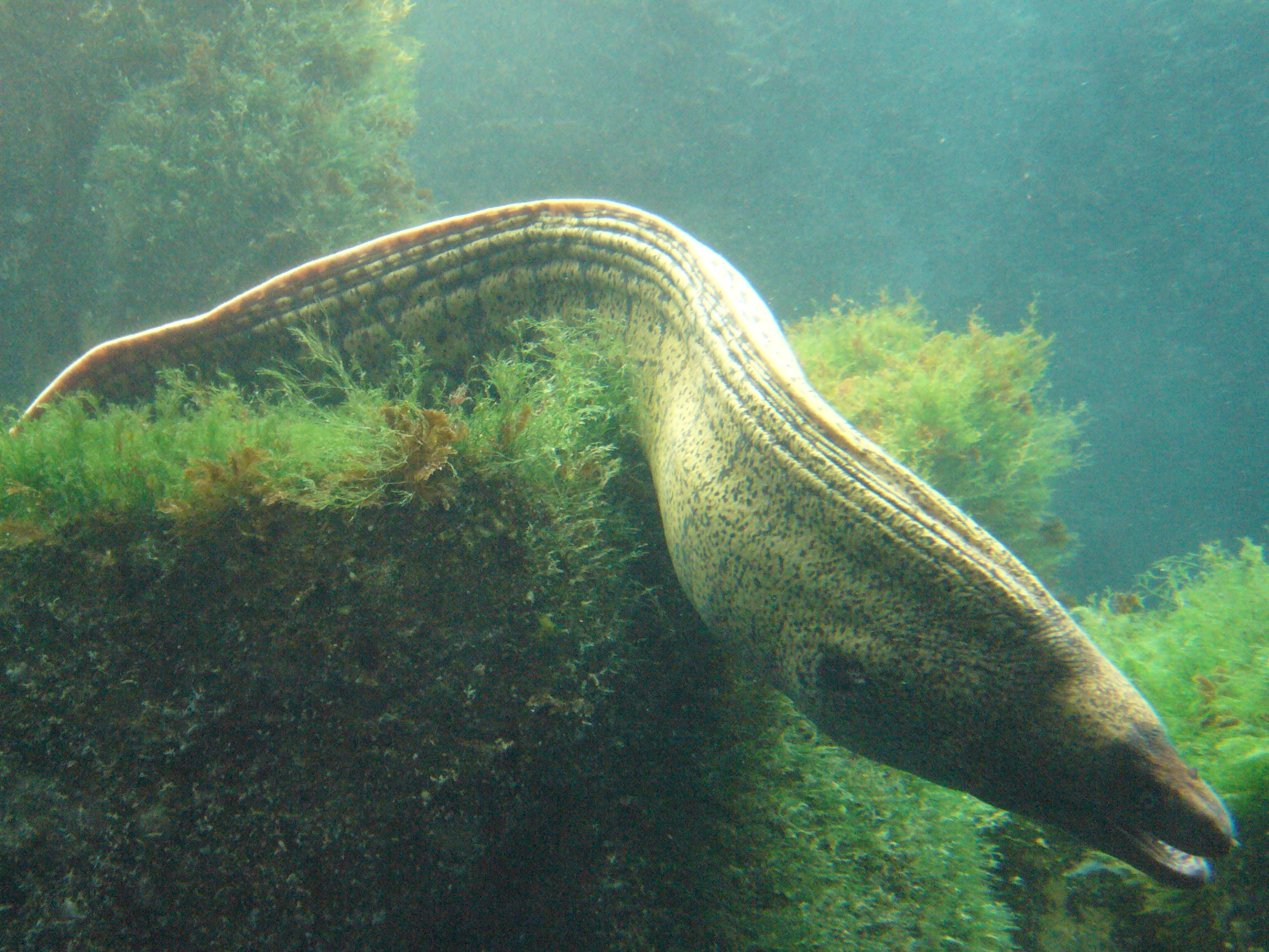 Mediterranean moray – Muraena helena - Fish