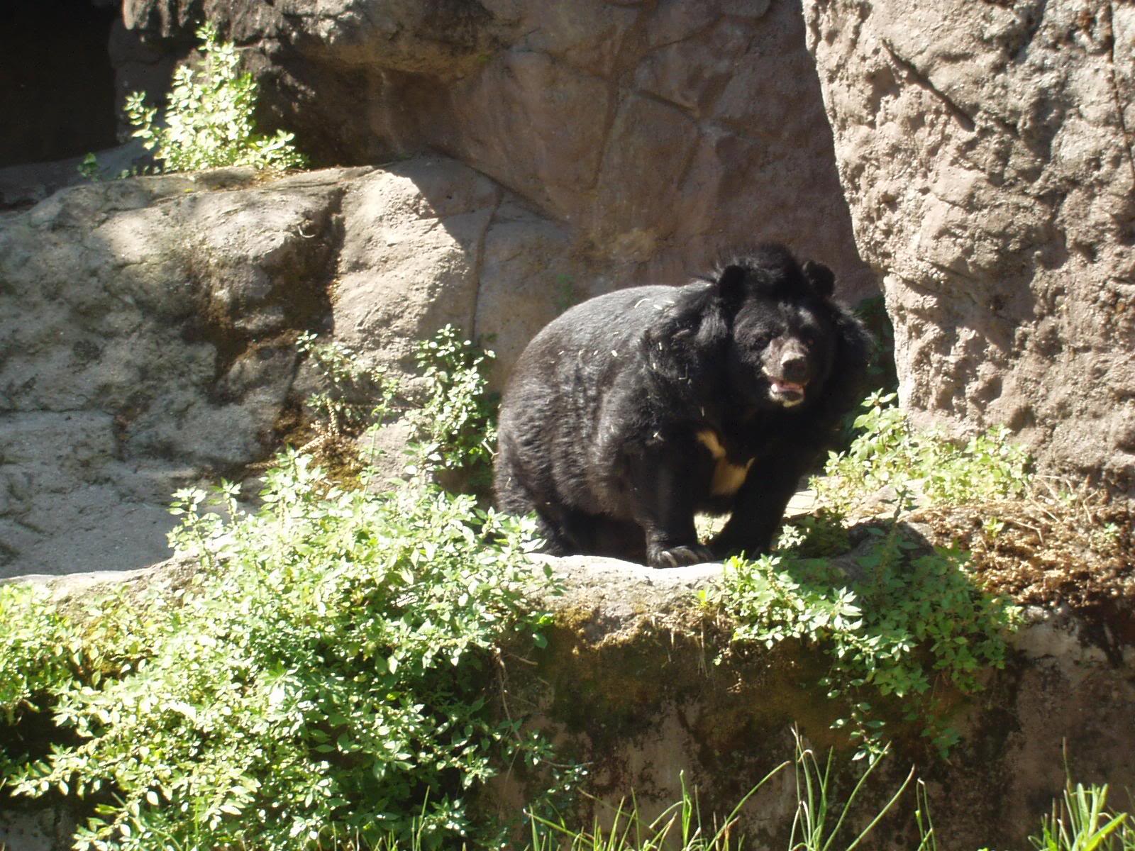 159038823NBFbys fs The Asian Black Bear