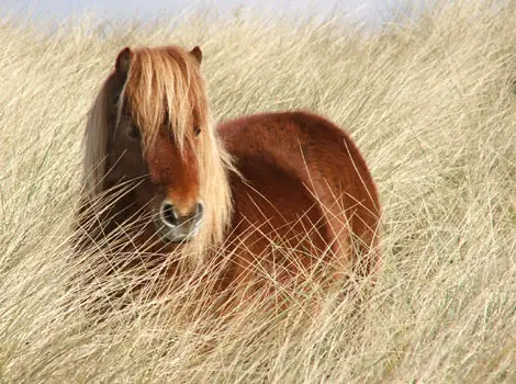 35 470x350 Shetland Pony