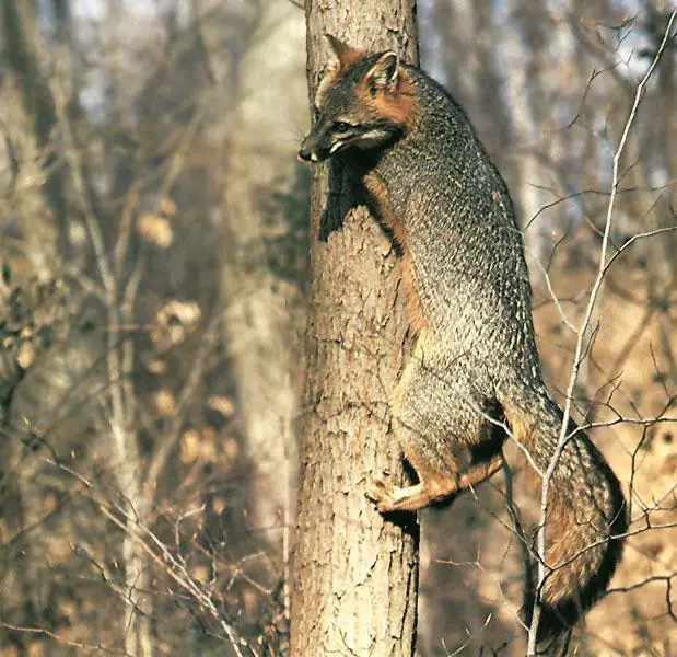 GrayFox Climbing up tree Gray Fox