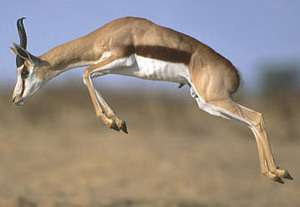 Jumping Springbok Springbok