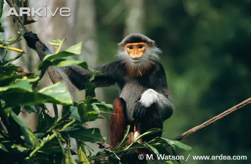 Male red shanked douc  Douc Langur
