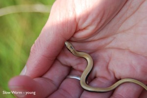Slow Worm young 2 300x200 Slow Worm