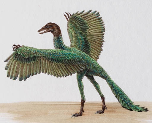 archaeopteryx Archaeopteryx