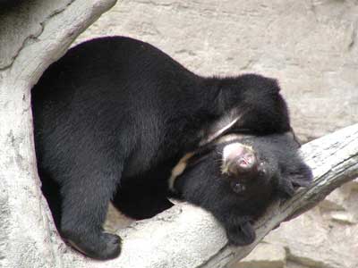 black bear asian cub 1 The Asian Black Bear