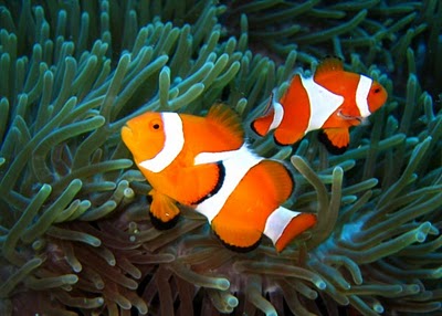 clown fish Clownfish