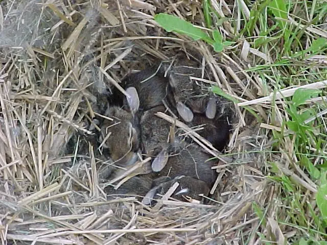 eastern cottontail rabbit nest jpg Eastern Cottontail