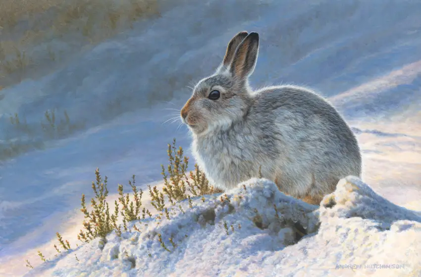 mountain hare edited Mountain Hare
