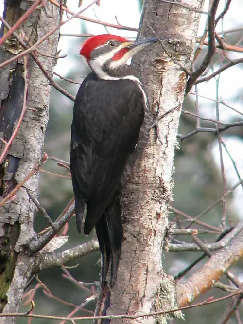 pileated woodpecker on a tree e1273897586731 Pileated Woodpecker