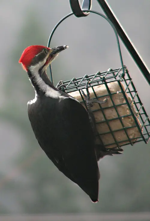 pileated woodpecker on suet feeder e1273898487120 Pileated Woodpecker