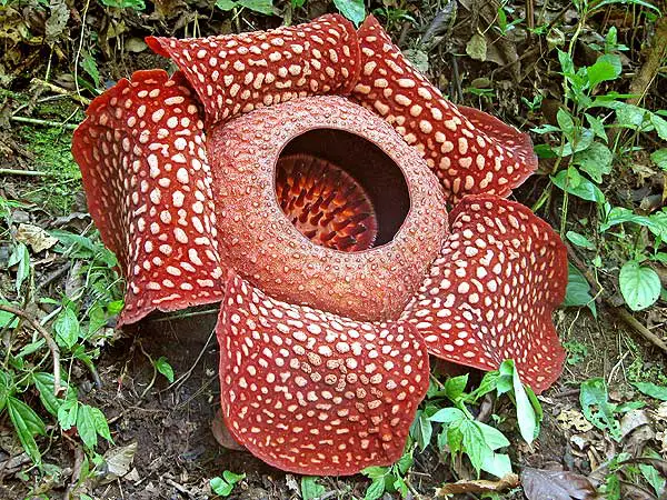 rafflesia arnoldii Rafflesia