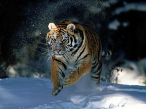 siberian tiger running fast 300x225 Siberian Tiger