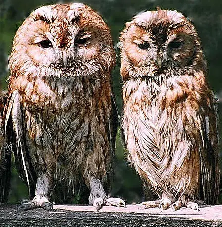 tawny owl pair s c Tawny Owl
