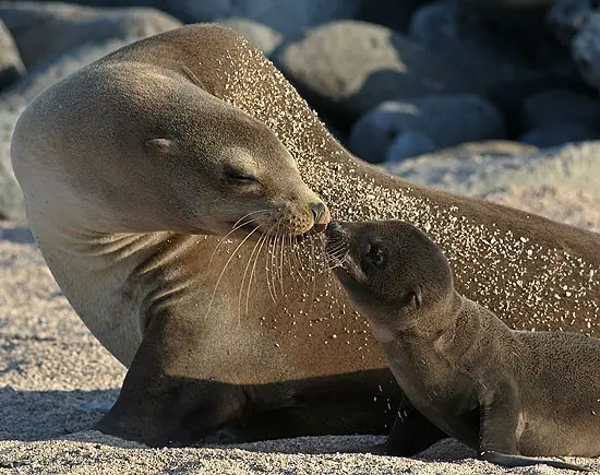 A sea lion mother tending after her pup