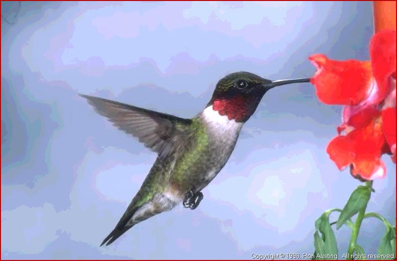 2080 Ruby throated Hummingbird