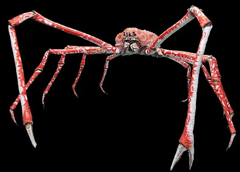 800px Macrocheira kaempferi Japanese Spider Crab