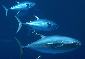 Tuna Yellowfin Tuna