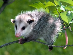 Virginia OPossum Baby 300x225 Virginia Opossum