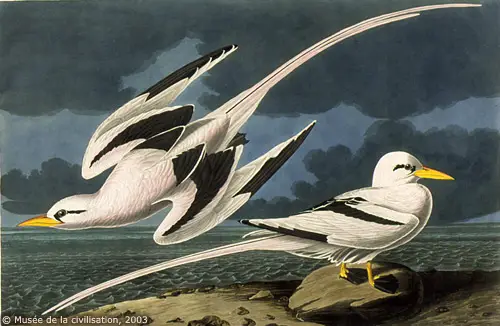 audubon 2621 White tailed Tropicbird