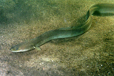european eel European Eel